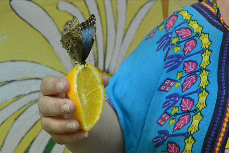 Ферма бабочек в Голубицкой, туры на отдых на Азовском море в Туле