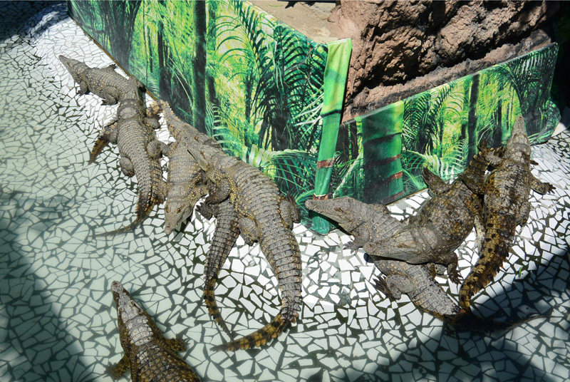 Крокодиловая ферма в Голубицкой, туры на отдых на Азовском море в Туле